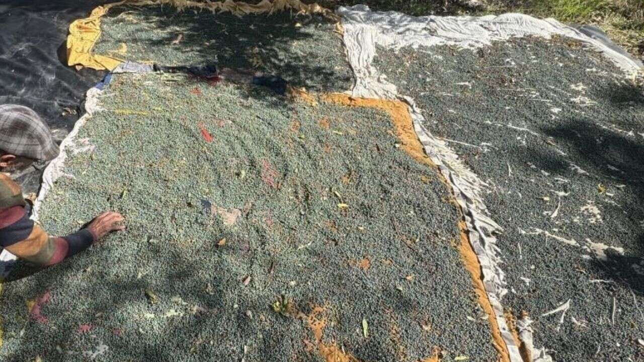 Yöre halkının gelir kapısı oldu: Meyvesi 300, yağı bin 200 lira! Torosların şifalı bitkisi