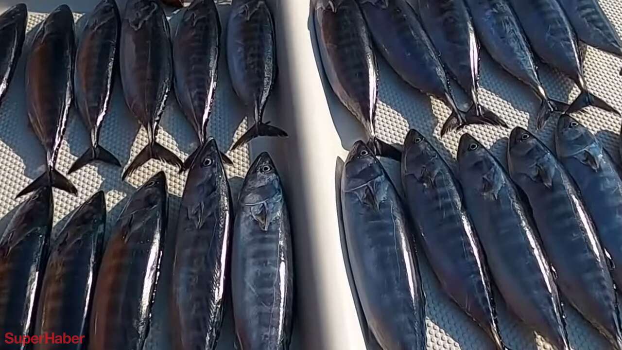 Palamutun gözlerine bakmak yetmiyor: Taze balığı anlamak için karnına dokunmalısınız