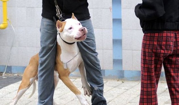 Pitbull köpeği silah sayıldı! 6 yıl hapis