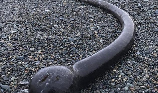 Kıyıya vuran yaratık dehşet saçtı!