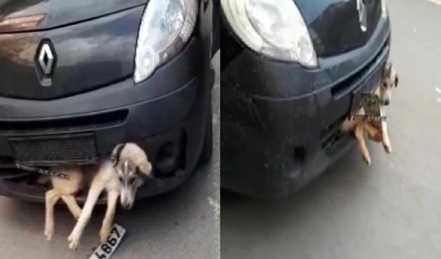 Tampona sıkışan köpeği fark etmeden yoluna devam etti...