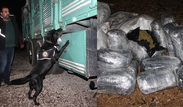 Hayvan gübresinin altından 140 kilo uyuşturucu çıktı...