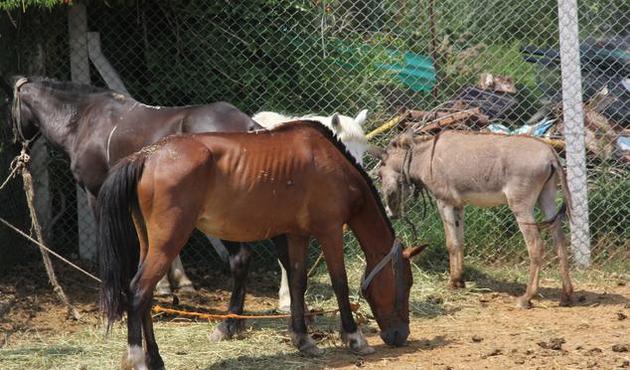 At ve eşek sayısında anormal düşüş!