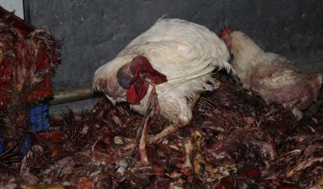 3 ton kesilmiş kaçak tavuk ele geçirildi!