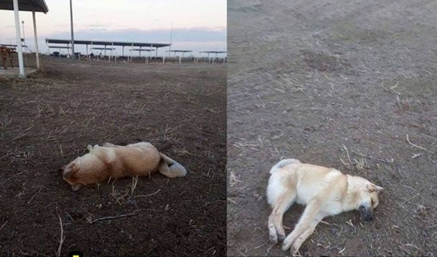 Veteriner hekim 25 köpeği tüfekle vurarak öldürdü...