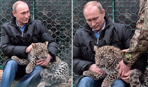 Putin'in leoparı Victoria ölü bulundu...