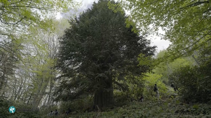 En yaşlı Porsuk Ağacı Zonguldak'ta... Kaç yaşında olduğuna inanamayacaksınız! (VIDEO)