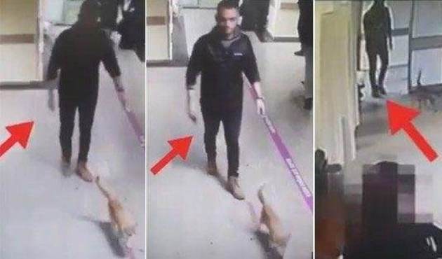 Yalan haberde son nokta! İşte Hürriyet muhabirinden kedi asparagası... / VİDEO