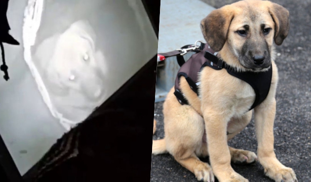 Kuyu köpek kurtarıldıktan bir yıl sonra görüntülendi!/ VİDEO