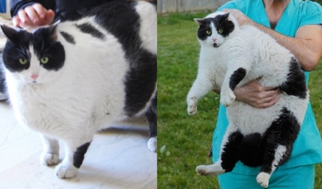 Obez kedi Tombalak diyete başlıyor!