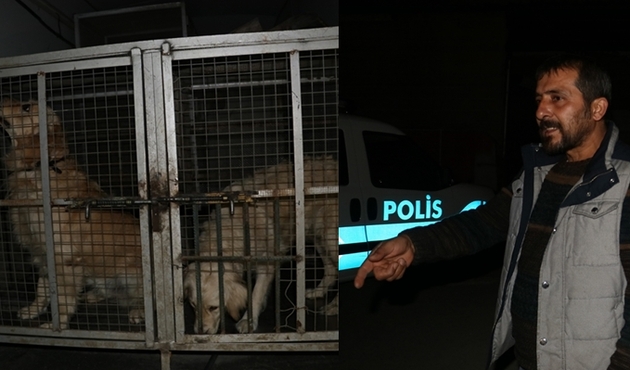 İki köpeğe kemerle böyle işkence etti/VİDEO...