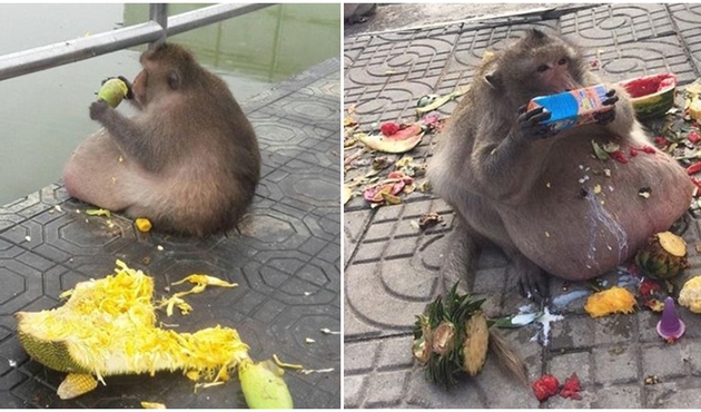 Obez maymun zayıflama kampına gönderildi...