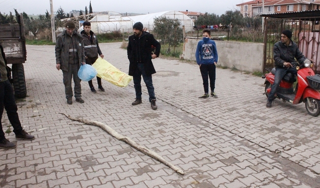 Tekirdağ'da dev yılan paniği...