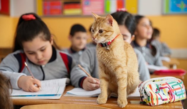 Milli Eğitim Müdürlüğü devreye girdi, Tombi ders başı yaptı!