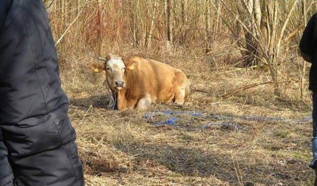 Kesime götürülürken kaçan inek stresten öldü!