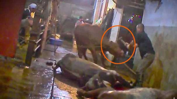 Bunun adı barbarlık! Dünya bu vahşet görüntülerini konuşuyor (VİDEO)