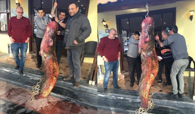 İznik Gölü'nde dev yayın balığı yakalandı...