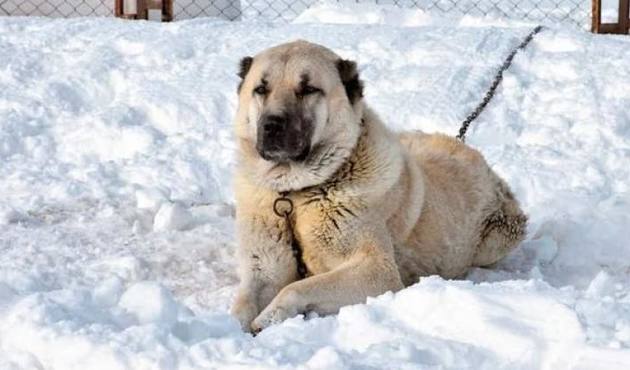 Köpeğe sahip çıktı, başına gelmeyen kalmadı!