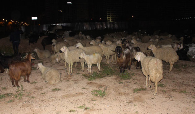 Çoban uyuyunca koyunlar şehri talan etti!
