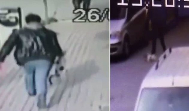 Hamile kediyi sokak ortasında tekmeledi!