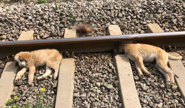 Köpekleri raylara bağlayıp ölüme terk ettiler!