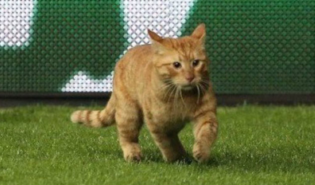 UEFA'dan Beşiktaş'a kedi soruşturması!