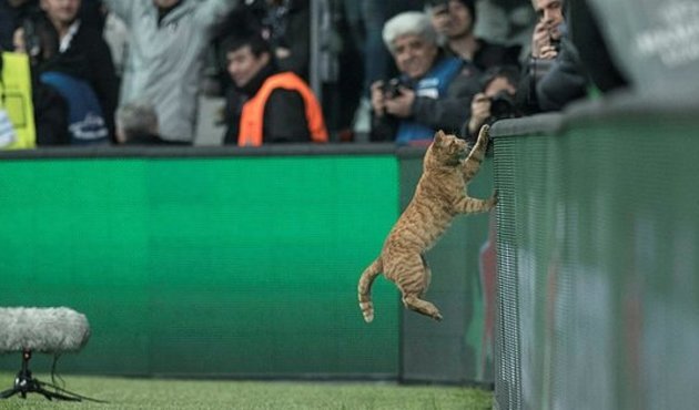 Beşiktaş'ın yeni reklam yüzü: Tekir kedi