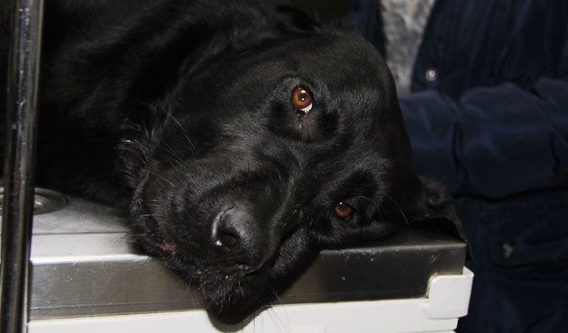 Turizm cennetinde zehirli tavukla köpek katliamı!