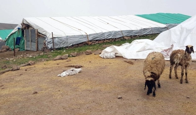 1 kedi, 14 koyunu telef etti!