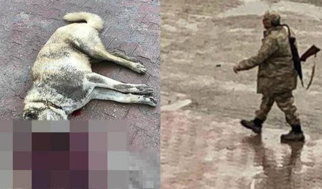Kangal cinsi köpeği av tüfeğiyle öldürdü!