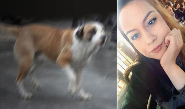 Numarasını vermeyince köpeğini üzerine saldı!