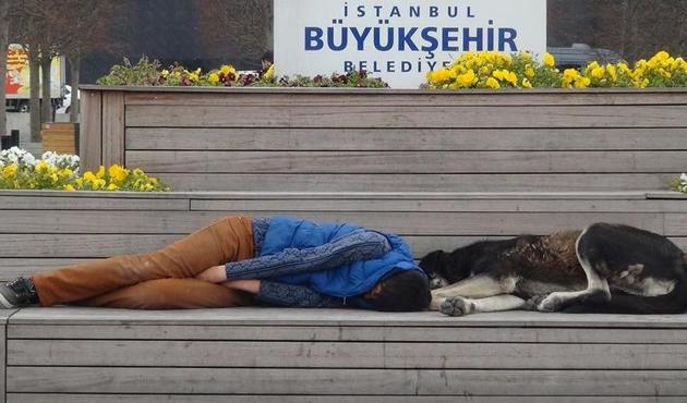 Kendisi gibi evsiz köpeklerle dost oldu!