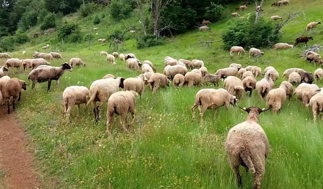 Esrar yiyen koyunlar köyü birbirine kattı...