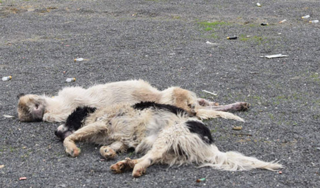 Çorlu'da şüpheli köpek ölümleri! Nedeni belli oldu...