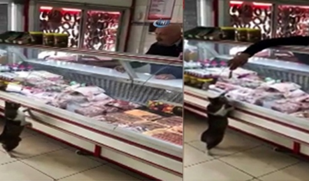 Kasap ile kedinin şaşırtan et diyaloğu! /VİDEO