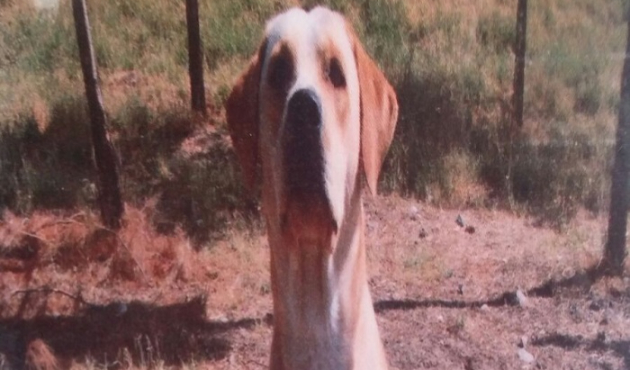 Mayın arama köpeği askerlerimizi kurtarırken öldü!