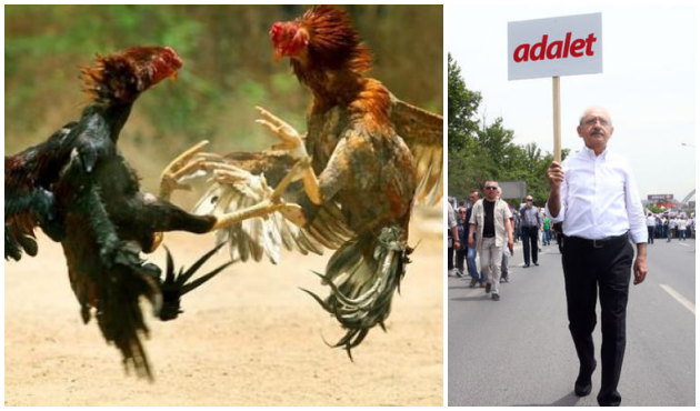 Horoz dövüşçülerinden Kılıçdaroğlu'na sitem!