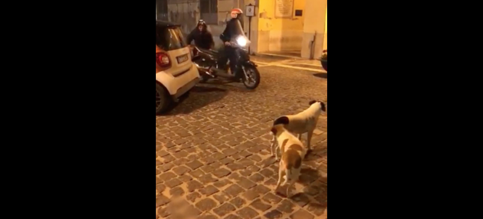 Kovalamak için bekleyen köpekleri trollediler!