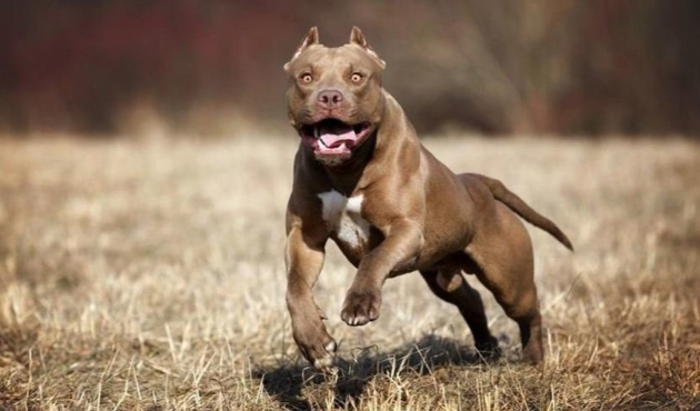 Almanya'da Türklere pitbullu saldırı!