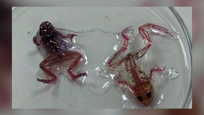 İşte mutant kurbağa gerçeği!