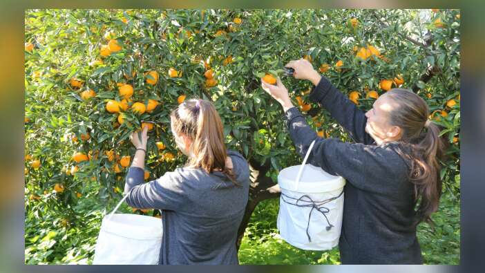 Bodrum Mandalina Hasat Festivali başlıyor