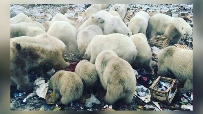 Rusya'da kutup ayıları şehre indi