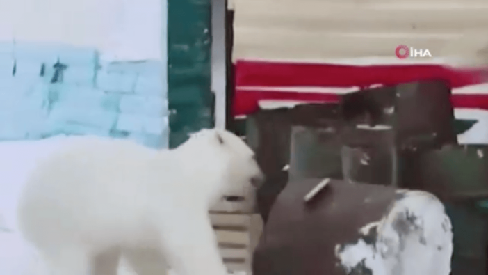 Rusya’da aç kalan ayı şehre indi!