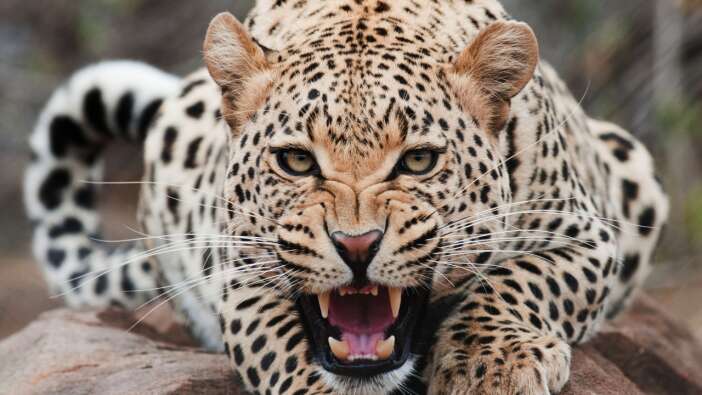 Hindistan'da leopar dehşeti! Bebeği ailesinin yanından kaçırdı