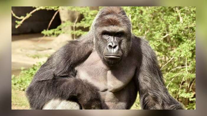 ABD'li binlerce seçmen Harambe'ye oy verdi
