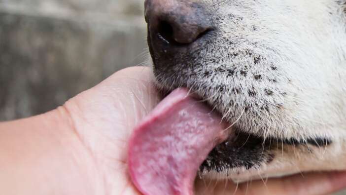 Köpeğin yaladığı adam hayatını kaybetti!