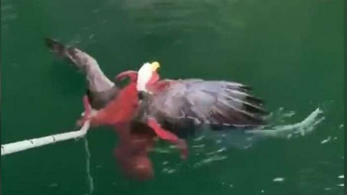 Kartal avlayan ahtapot!