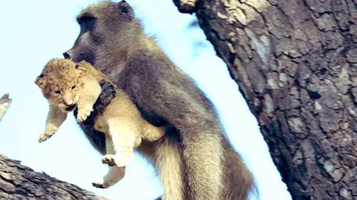 Aslan Kral'daki sahne gerçek oldu: Babun, yavru aslanı kurtardı