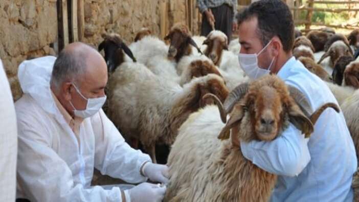 Şap hastalığı insanlara bulaşır mı? Şap hastalığı nedir? Tedavisi var mı?