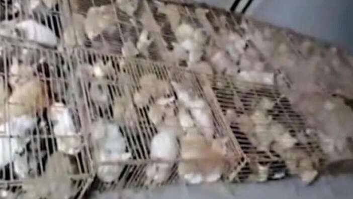Son dakika... Çin'de 700 kedi yemek olarak servis edilmekten son anda kurtarıldı!